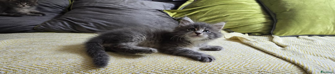BARON