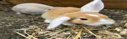 Mini Lion Lop rabbits for sale: Mini lop x lion head  - Advert 2
