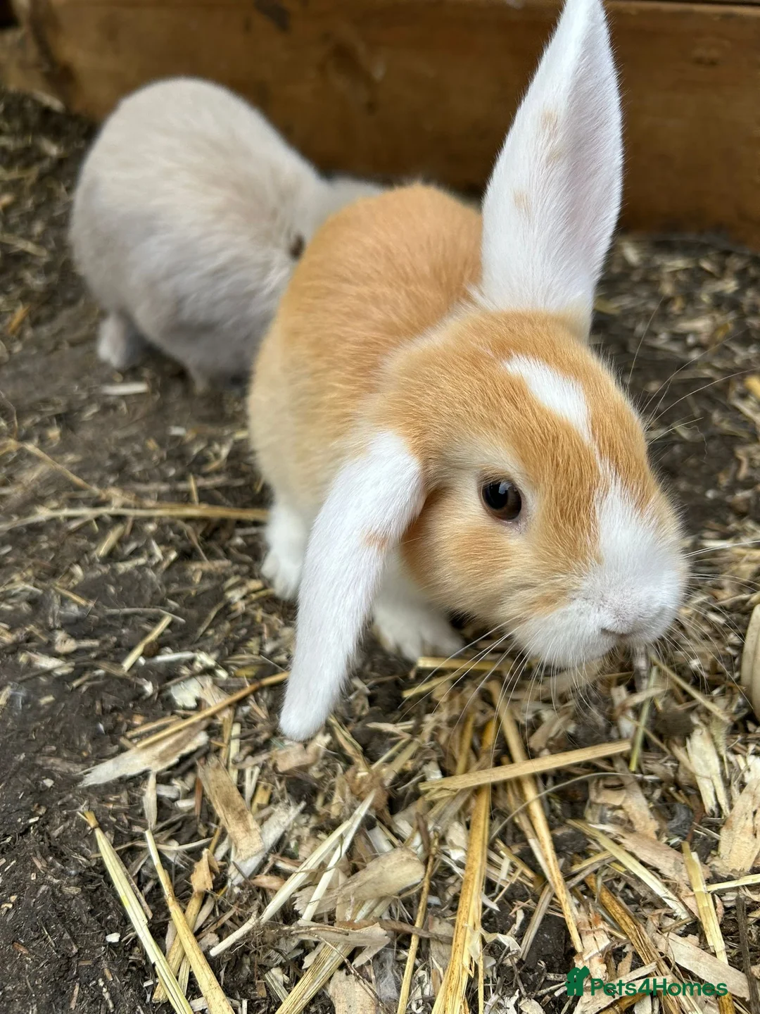 Mini Lion Lop rabbits for sale: Mini lop x lion head  - Advert 2