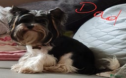 Mixed Breed dogs for sale: Mini Schnaucer/YorkshireTerrier Biewar - Image 11