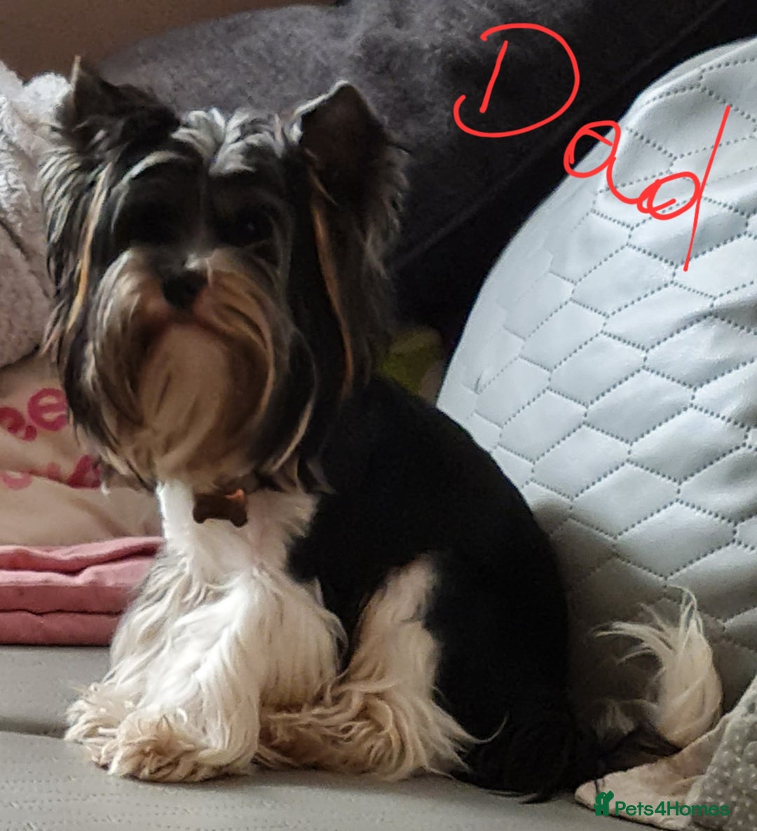 Mixed Breed dogs for sale: Mini Schnaucer/YorkshireTerrier Biewar - Image 11