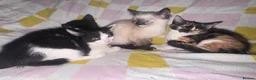 Mixed Breed cats for sale: Beautiful 8 week old kittens (READY NOW) - Advert 9