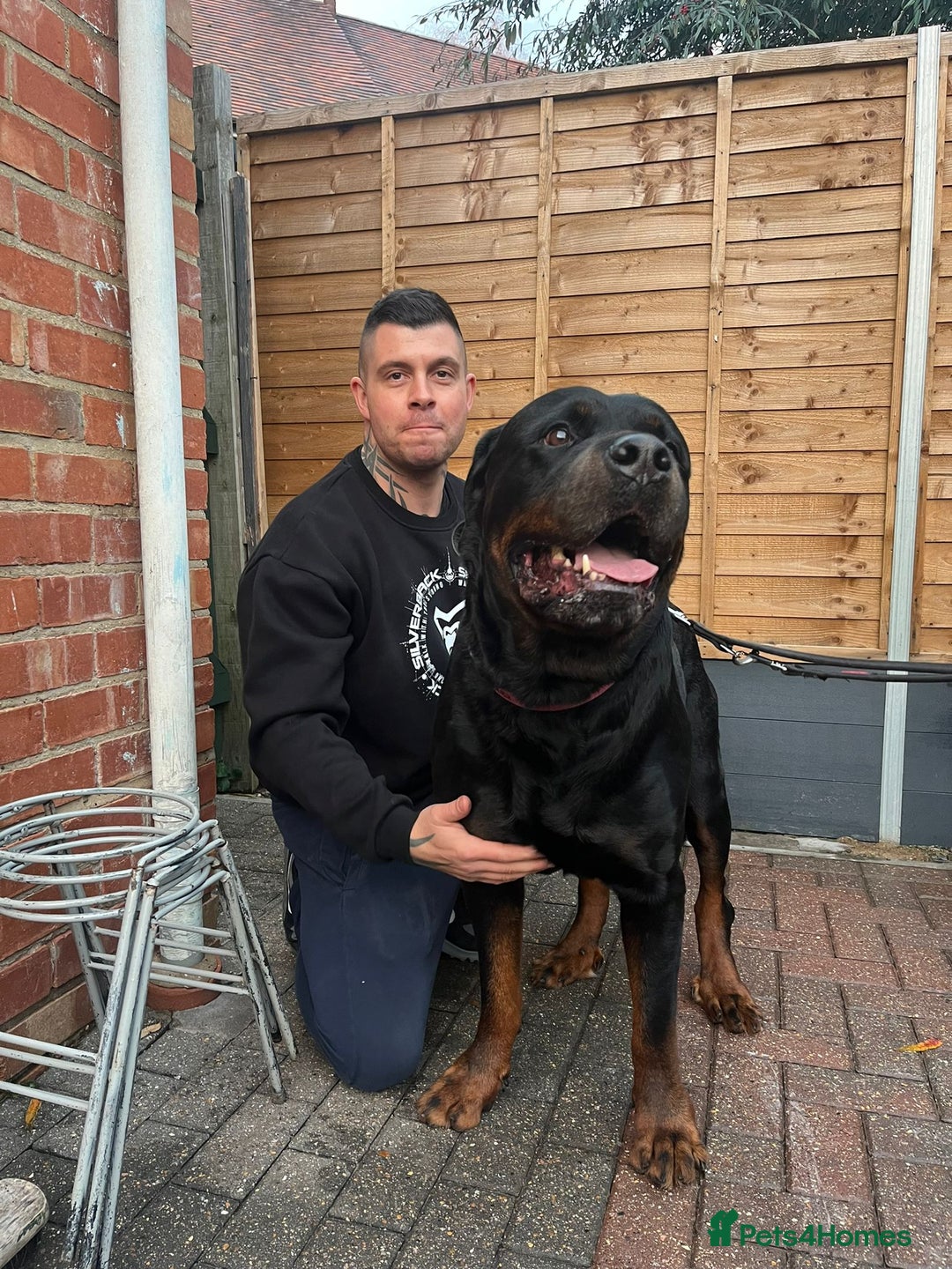 Rottweiler dogs for sale: Giant rottweiler pups,bred 4 size/health/temprment - Advert 3