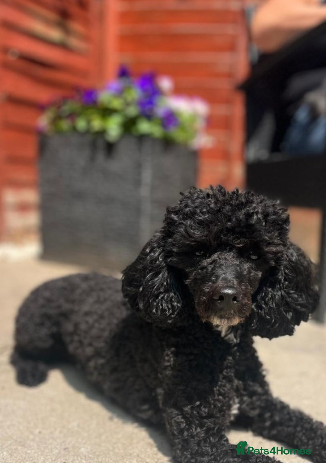 Cavapoo dogs for sale: Toy cavapoos - Image 2