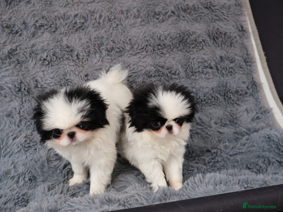 Japanese Chin dogs for sale: female - Image 9
