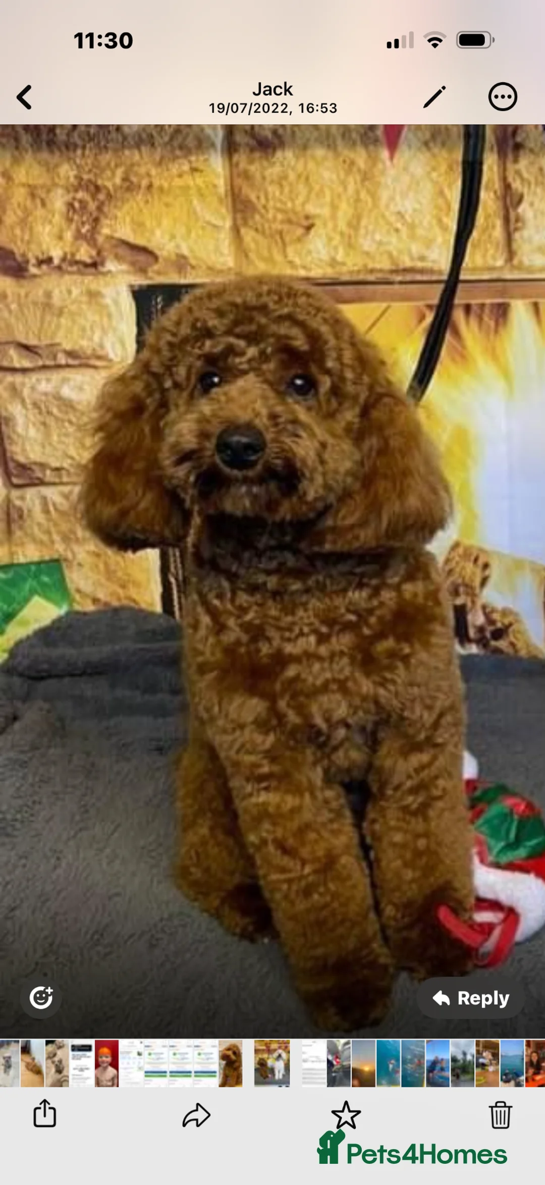 Cockapoo dogs for sale: Cockapoo puppies - Advert 2