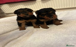 Welsh Terrier dogs for sale: Stunning Health Tested KC Reg Welshie Puppies - Advert 23
