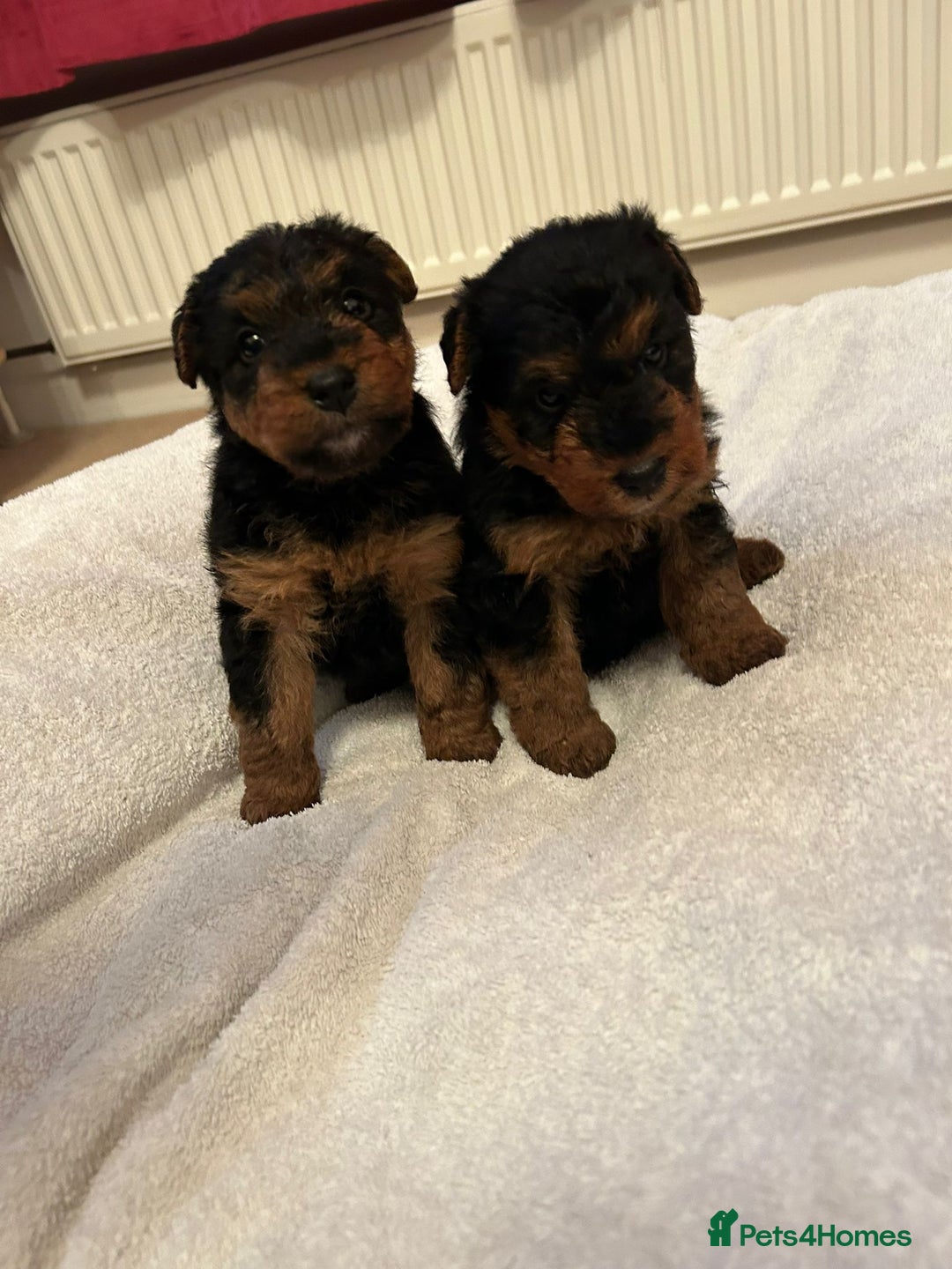 Welsh Terrier dogs for sale: Stunning Health Tested KC Reg Welshie Puppies - Advert 23
