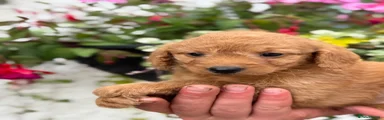 Labradoodle 5