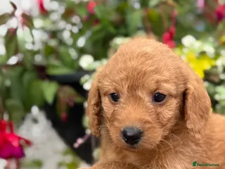 Labradoodle dogs F1B Miniature Labradoodles. - Advert 7