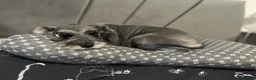 Miniature Schnauzer dogs for sale: Pedigree Miniature Schnauzers - Advert 2