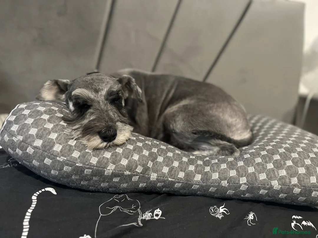 Miniature Schnauzer dogs for sale: Pedigree Miniature Schnauzers - Advert 2