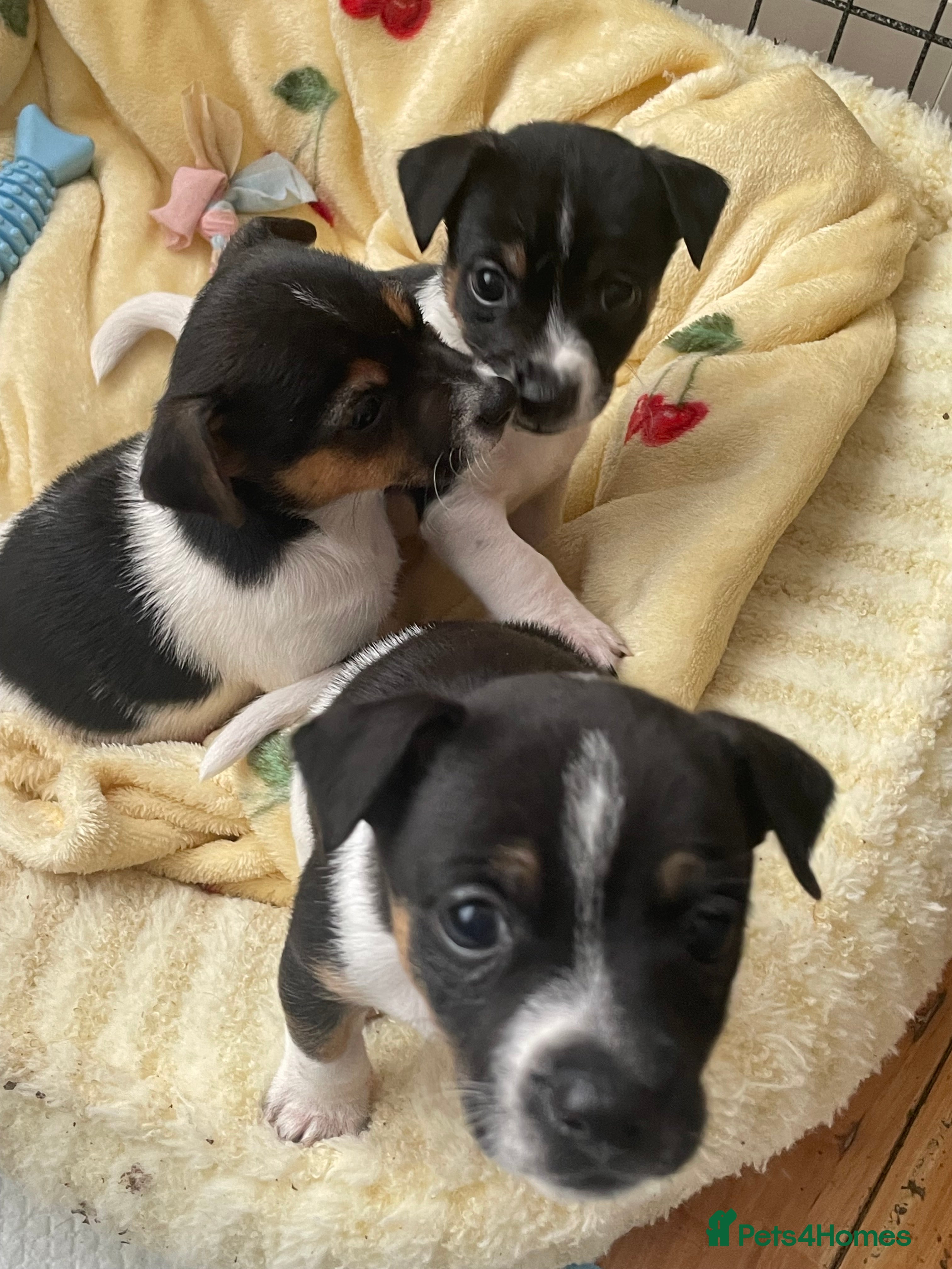 Jack Russell dogs Three male Jack Russell puppies  - Advert 10