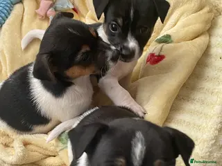 Jack Russell dogs Three male Jack Russell puppies - Advert 11