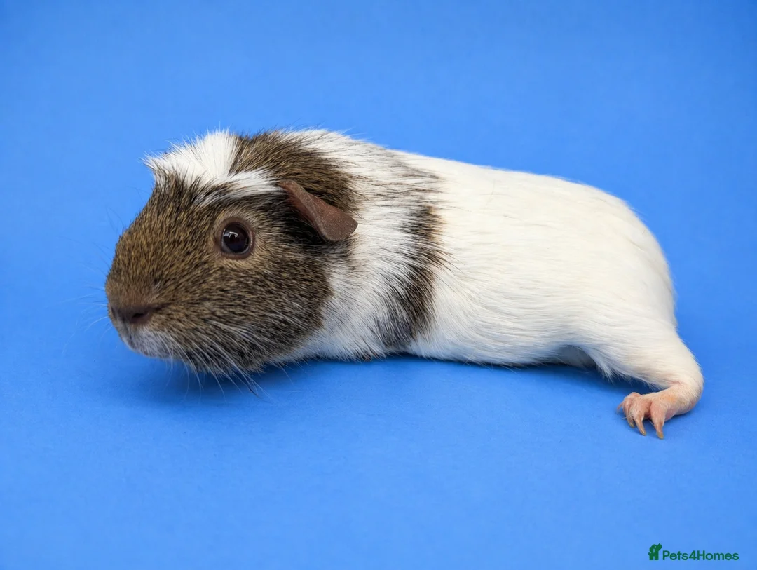Guinea Pig rodents for sale: Guinea Pig Sow Retired  - Advert 2