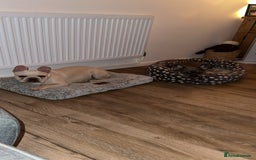 French Bulldog dogs for sale: Gorgeous 7Month Old Brother & Sister Frenchies - Image 1