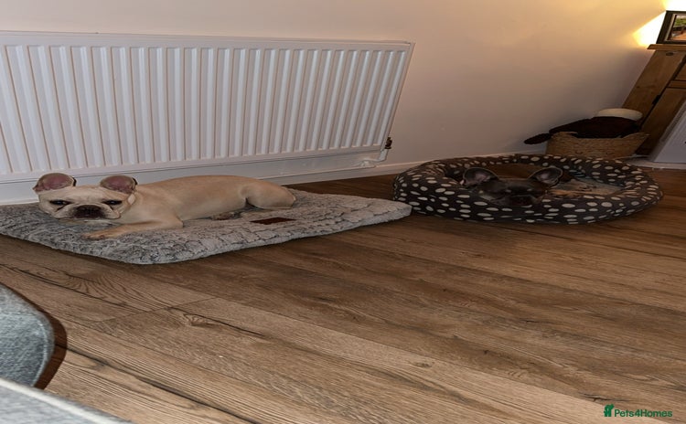 French Bulldog dogs - Advert 1