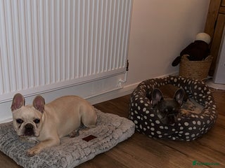 French Bulldog dogs - Advert 9