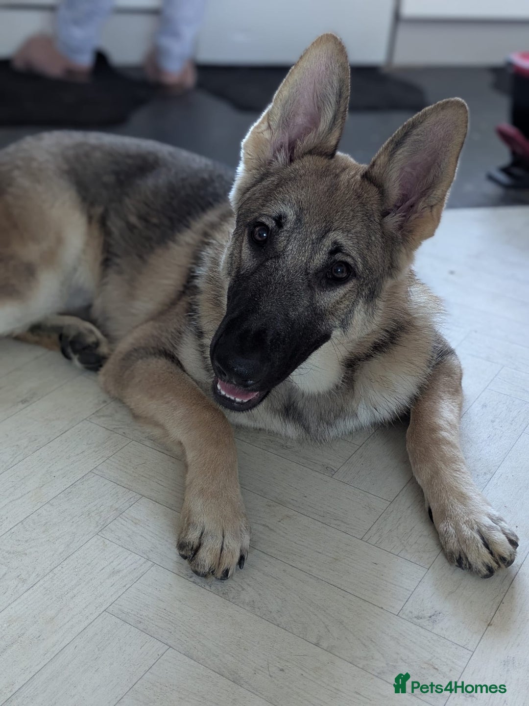German Shepherd dogs for sale: Storm, German Shepherd Male puppy  - Advert 9