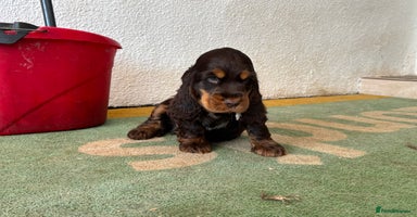 Cocker Spaniel dogs - Advert 8
