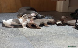 Jack Russell dogs for sale: Rare lilac and tan miniature jack russels  - Image 13