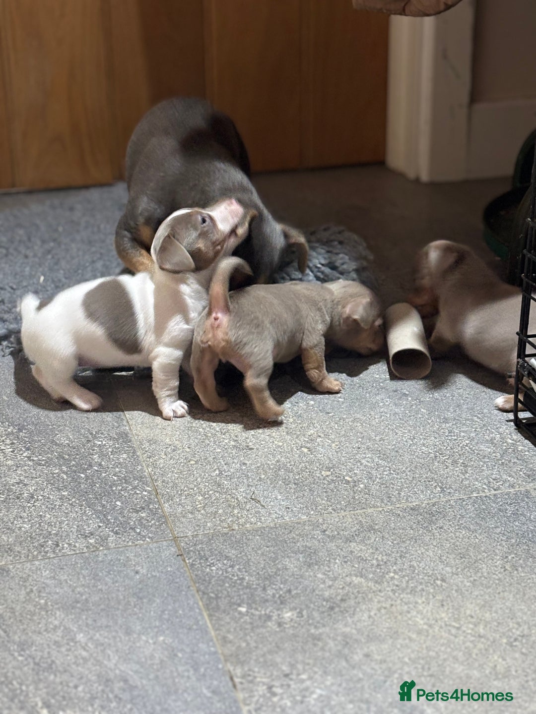 Jack Russell dogs for sale: Rare lilac and tan miniature jack russels  - Image 13