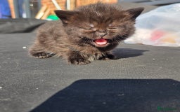 British Shorthair cats for sale: NICE BLACK KITTENS LOOKING FOR NEW HOME  - Image 13