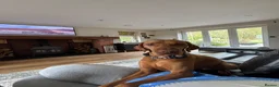 Hungarian Vizsla dogs for sale: Gorgeous kc registered vizsla puppies  in Birmingham - Advert 14