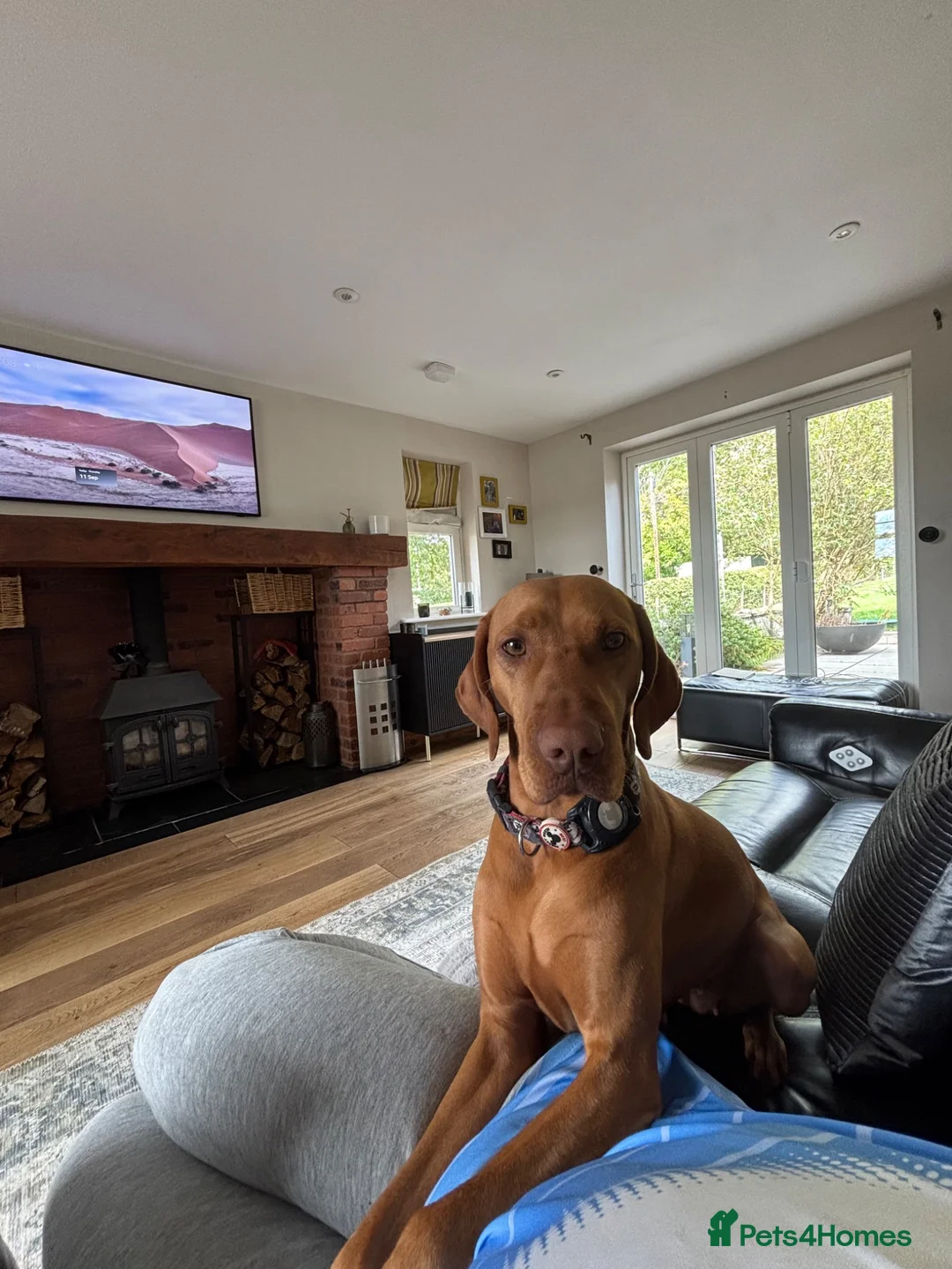 Hungarian Vizsla dogs for sale: Gorgeous kc registered vizsla puppies  in Birmingham - Advert 14