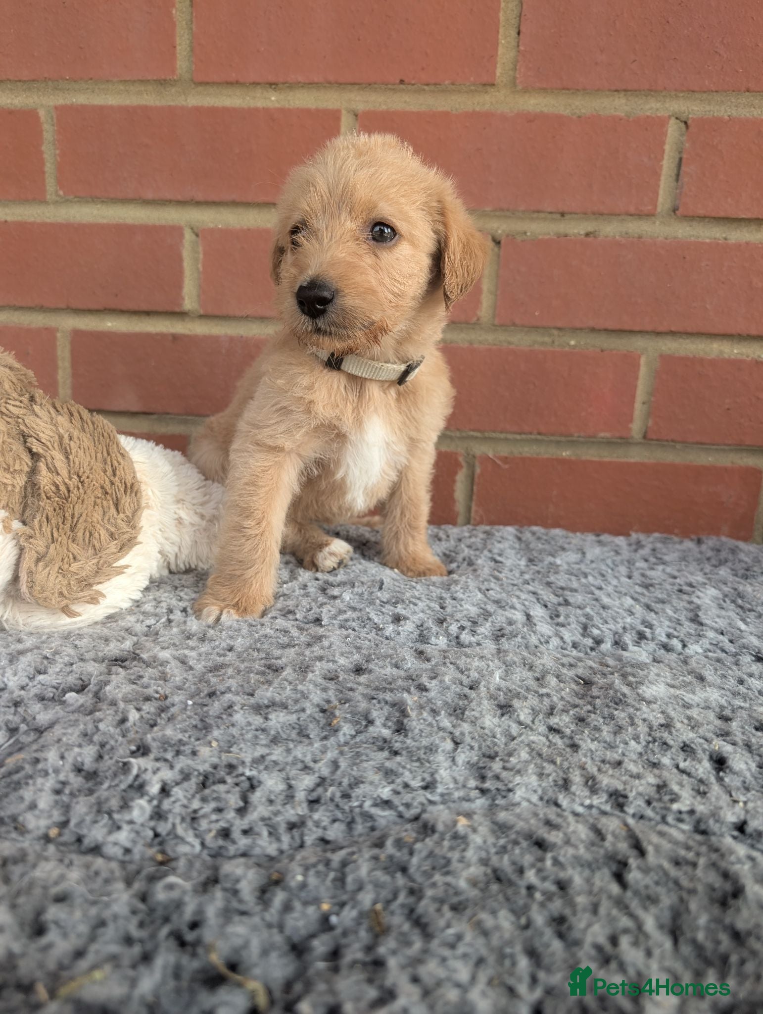 Australian Labradoodle dogs Stunning Red Australian Labradoodle puppies  - Advert 1