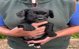 Cocker Spaniel dogs for sale: KC REG FIELD TRIAL SIRED COCKER SPANIEL PUPPIES  - Image 17