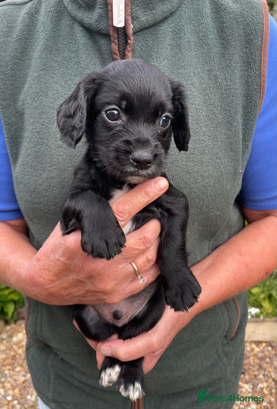 Cocker Spaniel dogs for sale: KC REG FIELD TRIAL SIRED COCKER SPANIEL PUPPIES  - Image 17