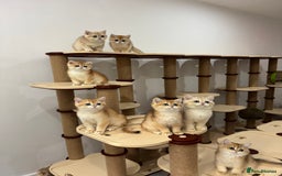 British Shorthair cats for sale: British Shorthair Golden kittens    - Image 14