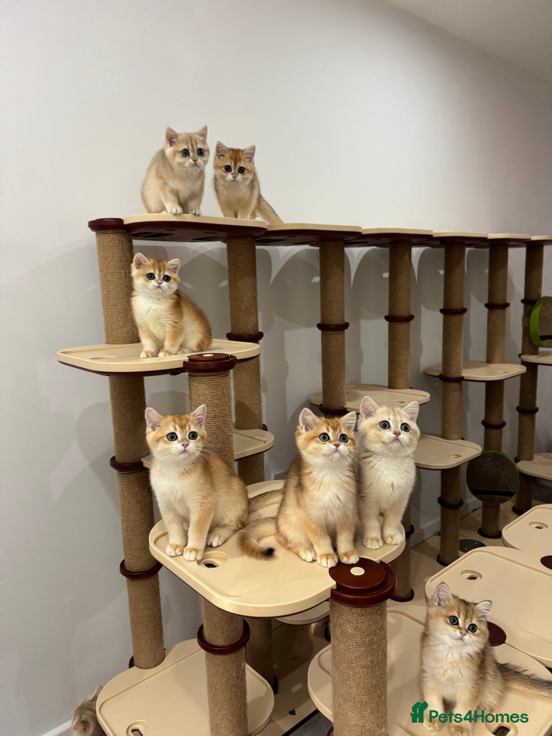 British Shorthair cats for sale: British Shorthair Golden kittens    - Image 14