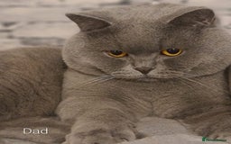 British Shorthair cats for sale: Beautiful Kittens looking forever home 😍😸 - Image 17