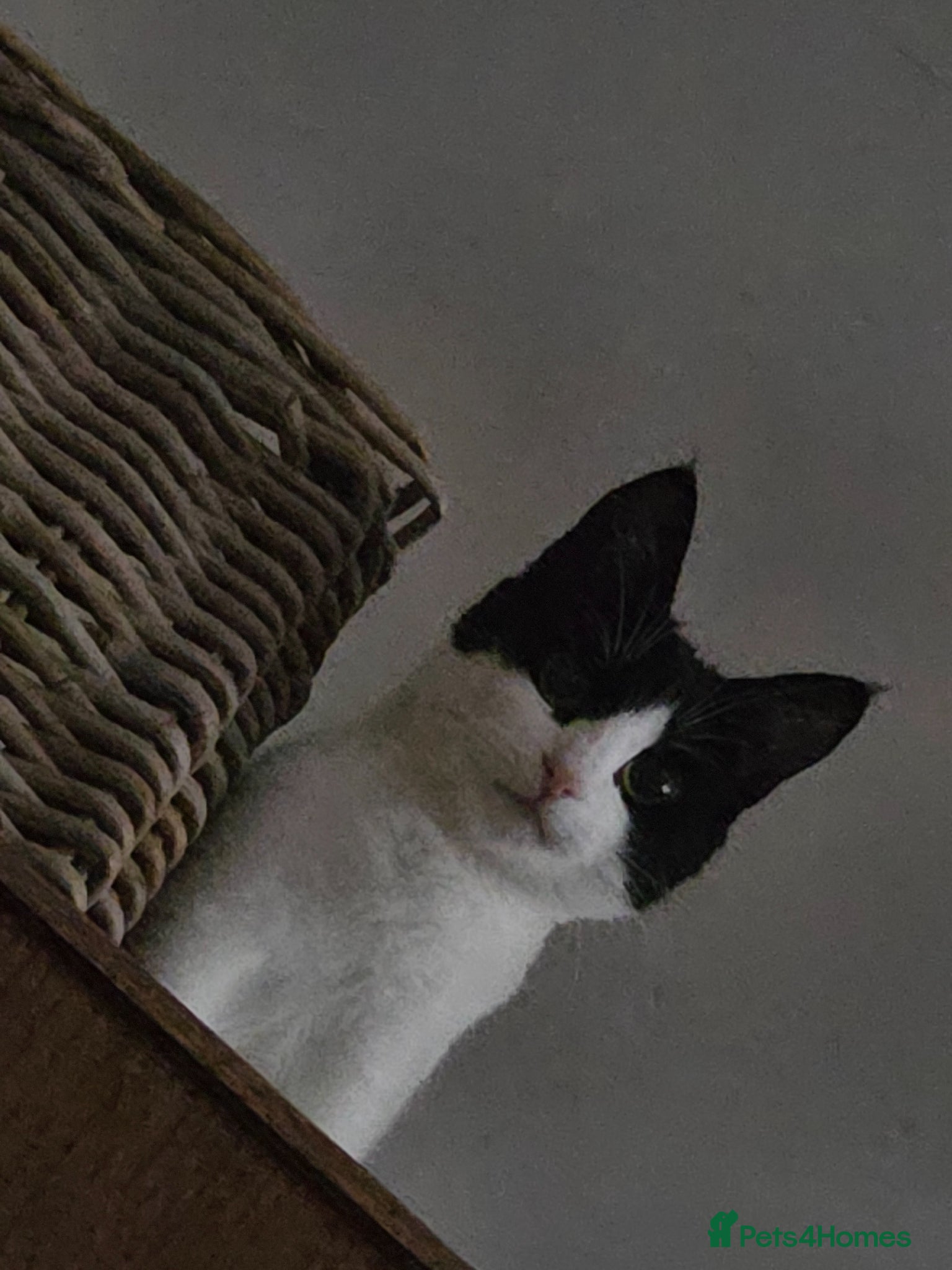 Mixed Breed cats for sale: 9/10 month old mixed breed cat - Advert 4