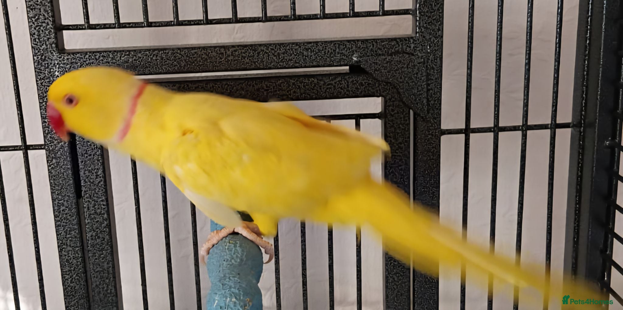 Parrots birds Beautiful ringneck talking parrot - Advert 14