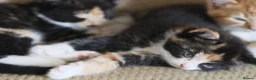 Mixed Breed cats for sale: Beautiful Fluffy Kittens - Advert 6