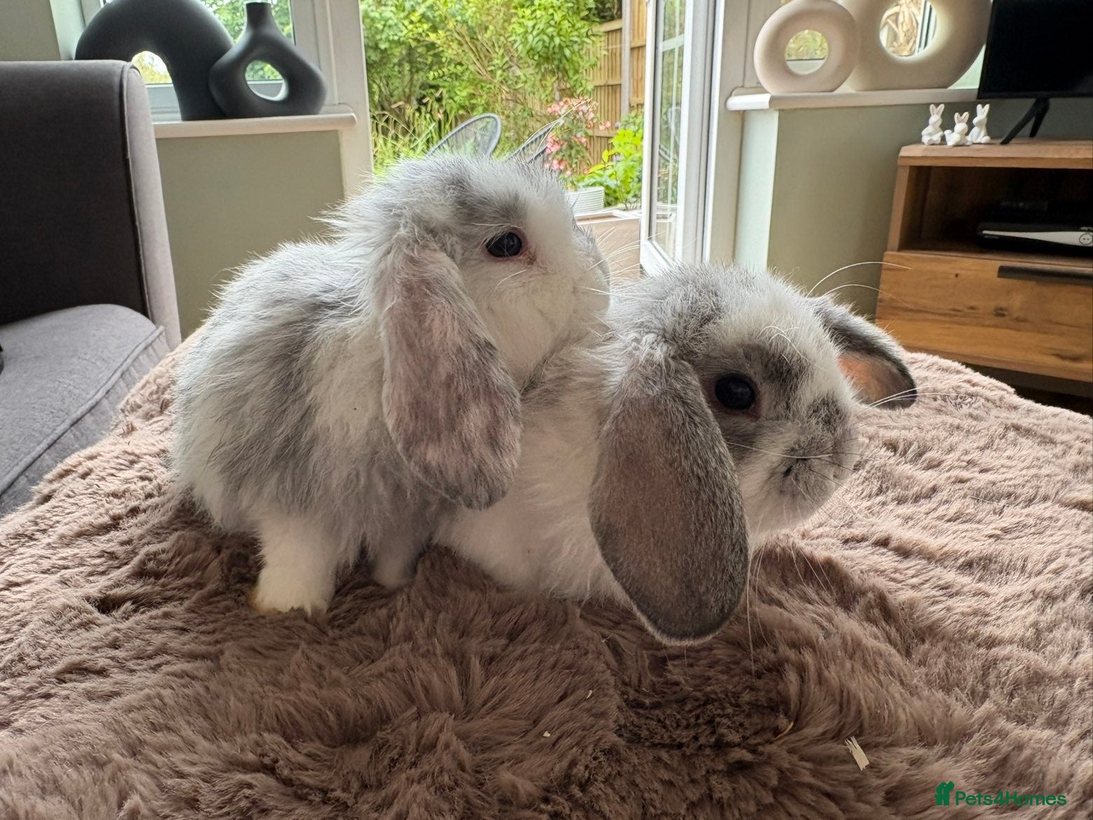 Mini Lop rabbits Mini Lop GIRLS ready to leave 💕 - Advert 15