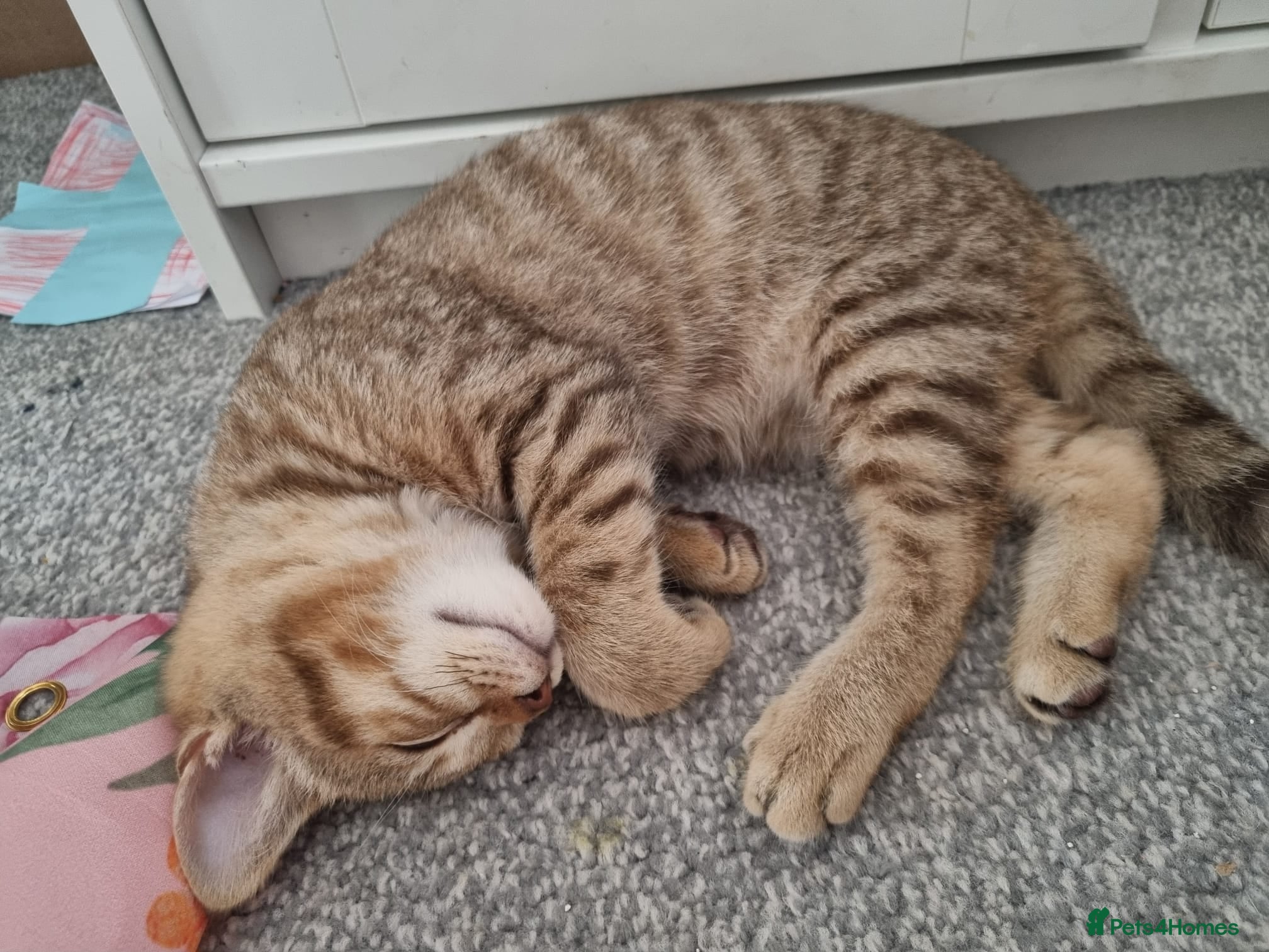 British Shorthair cats 🐾 🥰 British Shorthair Kittens 🥰🐾 - Advert 2