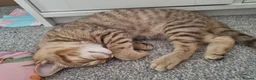 British Shorthair cats for sale: 🐾 🥰 British Shorthair Kittens 🥰🐾 - Advert 18
