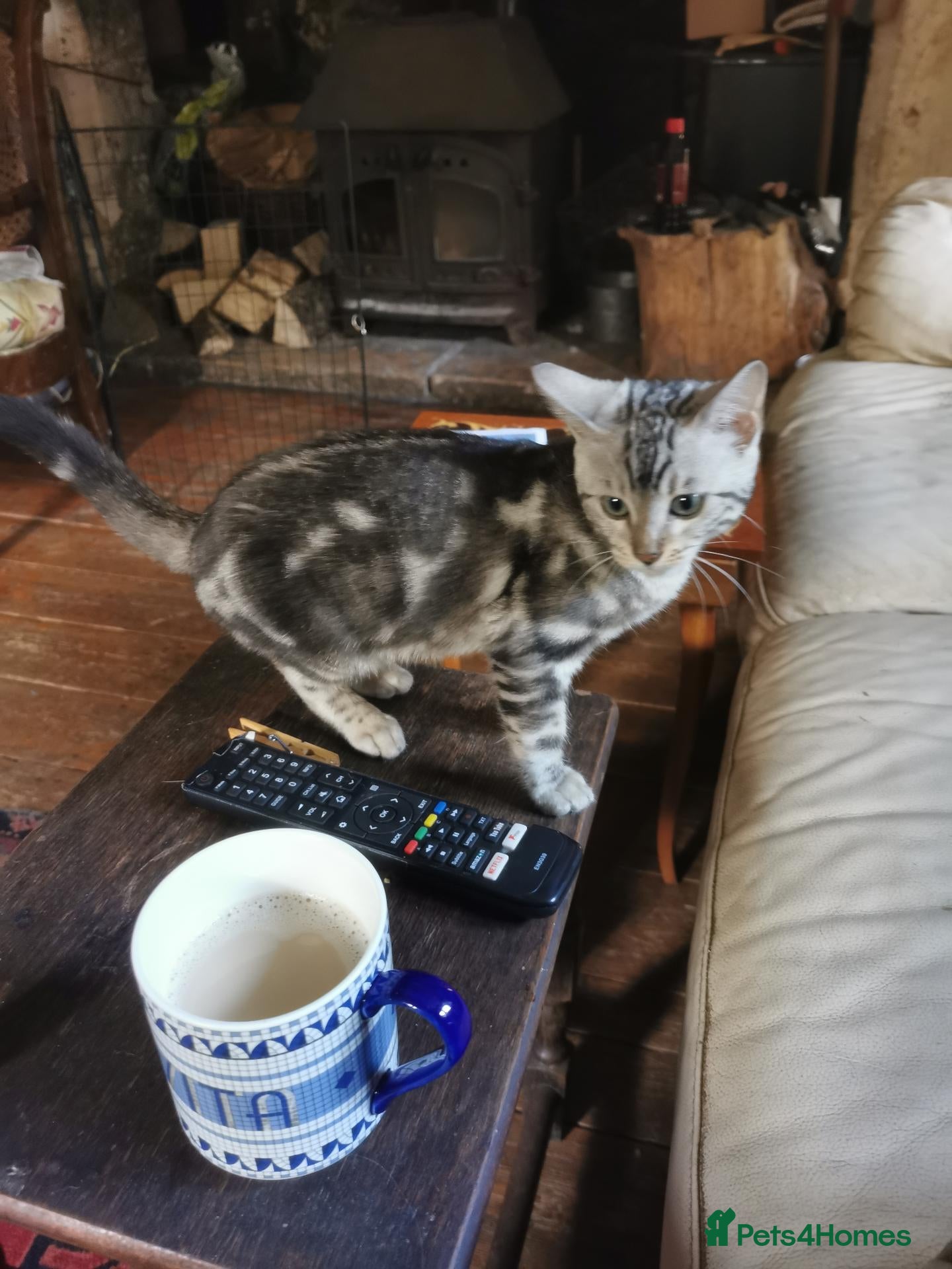 Bengal cats Beautiful Bengal Silver Marbled and Snow girls.  - Advert 2