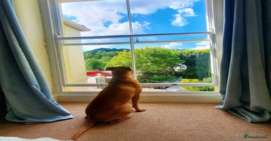 Mixed Breed dogs Loving Dog Looking for a Forever Home! - Advert 14