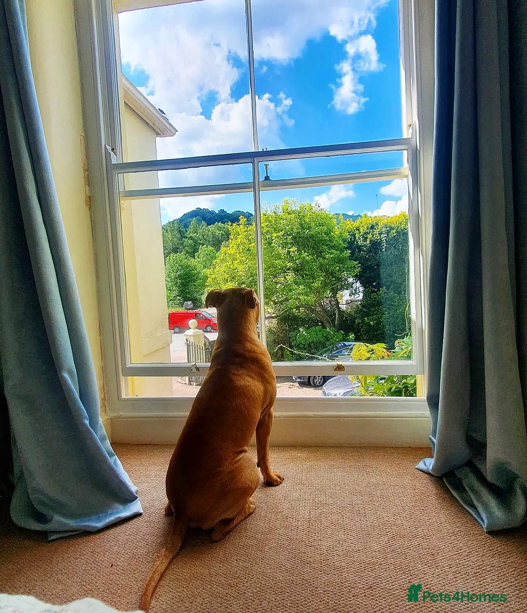 Mixed Breed dogs for sale: Loving Dog Looking for a Forever Home! - Advert 3