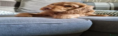 🐾 Pup 2 - Golden Boy