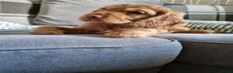 Cocker Spaniel dogs for sale: 🐾 Show Type Cocker Spaniel Boys – 2 Available - Advert 32