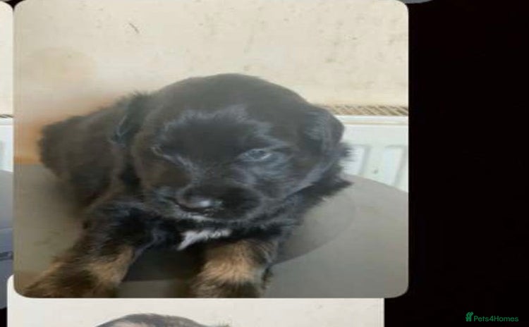 Mixed Breed dogs - Advert 4