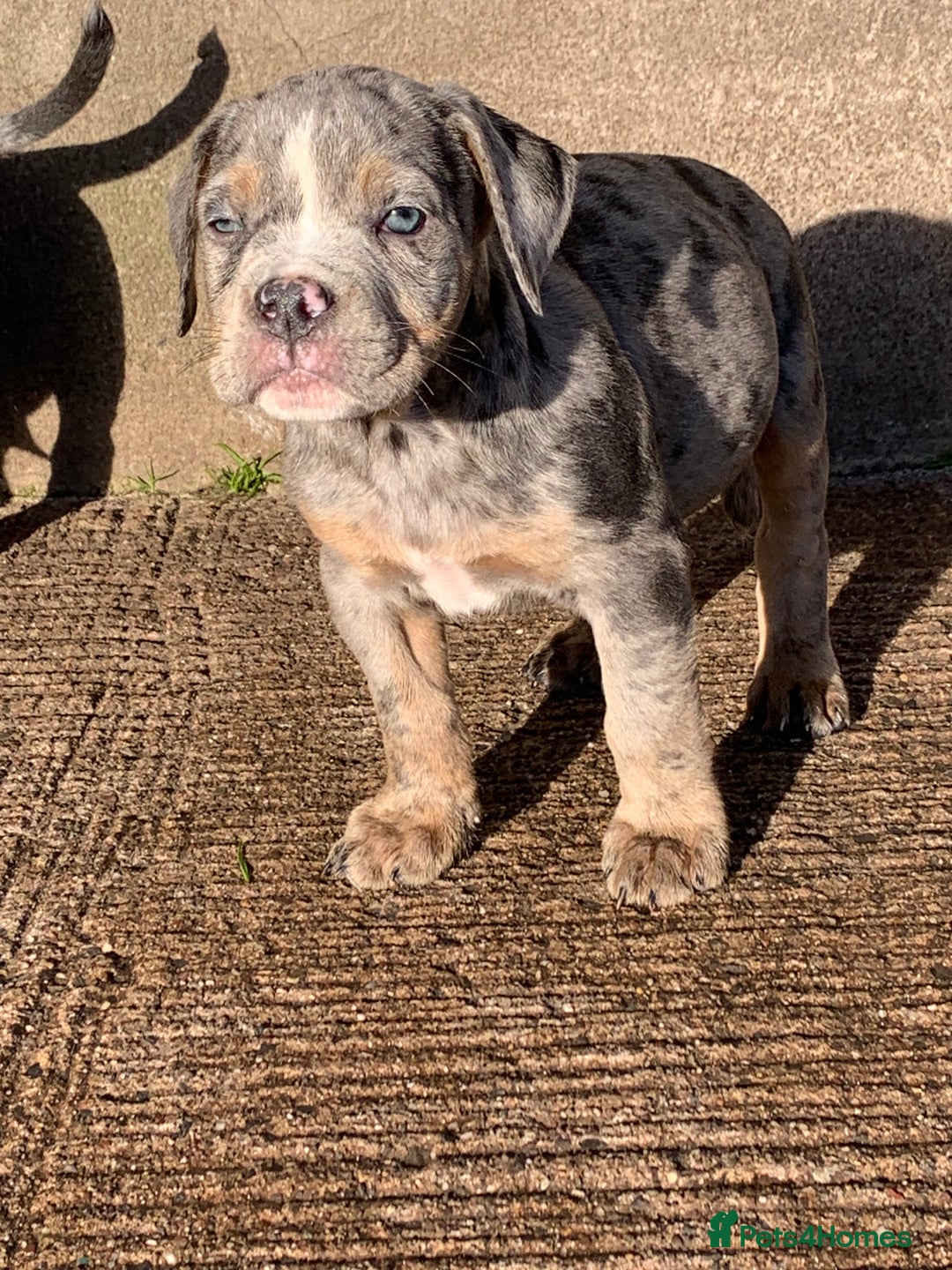 Olde English Bulldogge dogs for sale: Olde English bulldogges generational  - Advert 18