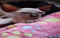 Sphynx cats for sale: 5 Playful & Affectionate Sphynx Kittens - Image 15