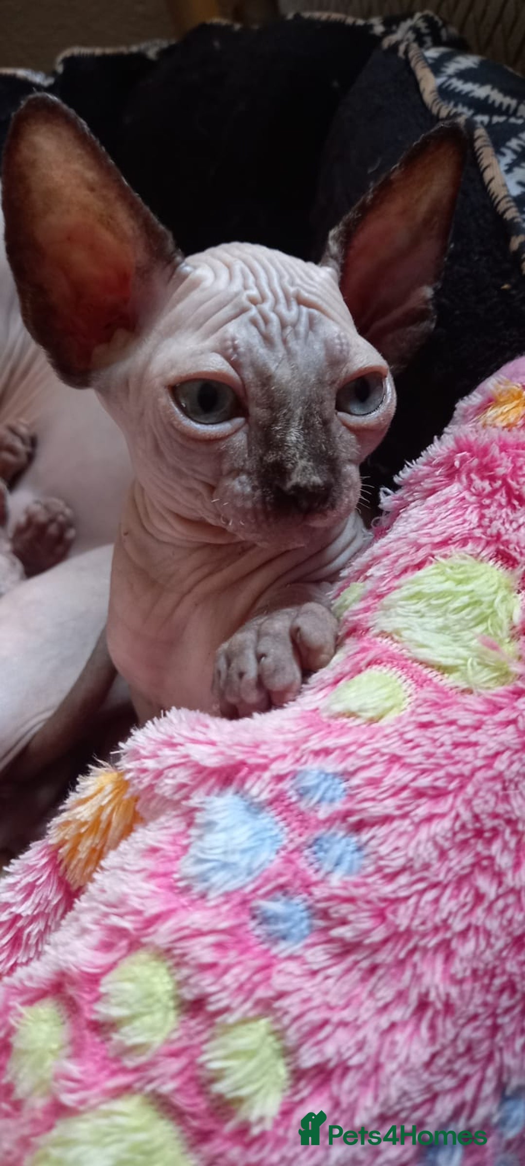 Sphynx cats for sale: 5 Playful & Affectionate Sphynx Kittens - Image 15